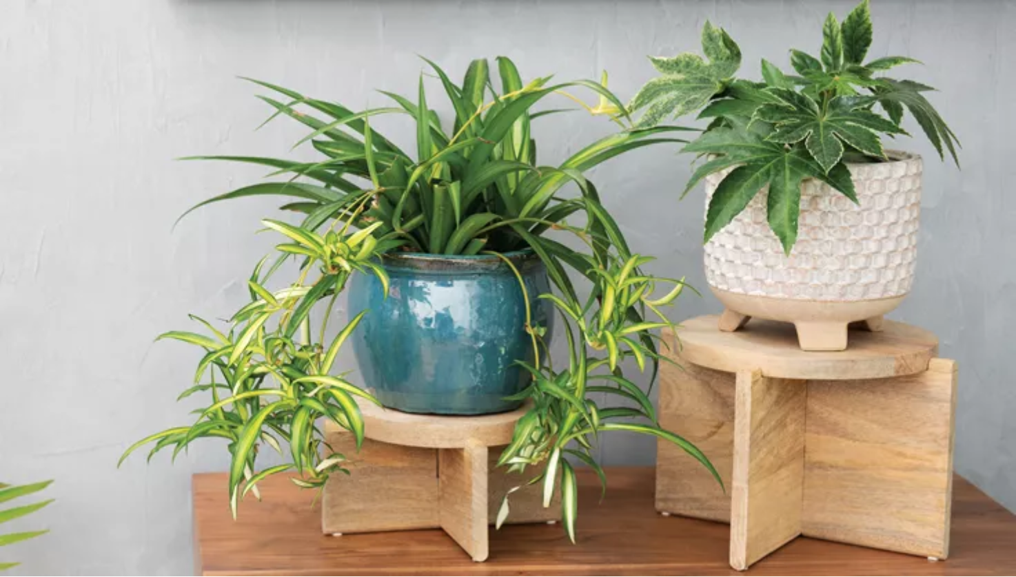 5 Easy Houseplants For Any Home